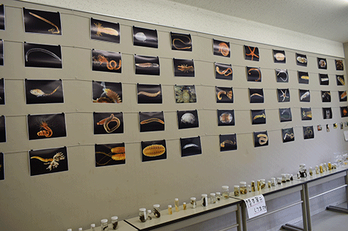 写真の展示