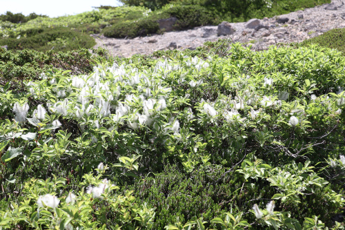 12_植物学実習