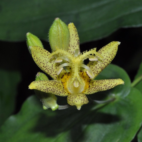 06_植物学実習