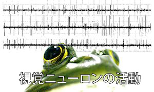 生理心理学ゼミナール_02 1573012921347