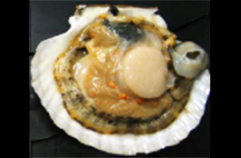 二枚貝の生殖生物学・増殖学
