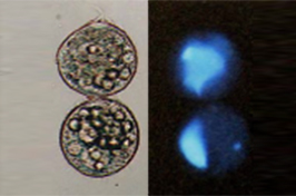 ゾウリムシの細胞生物学