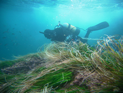 海辺の自然環境が震災により受けたダメージとその回復にむけて