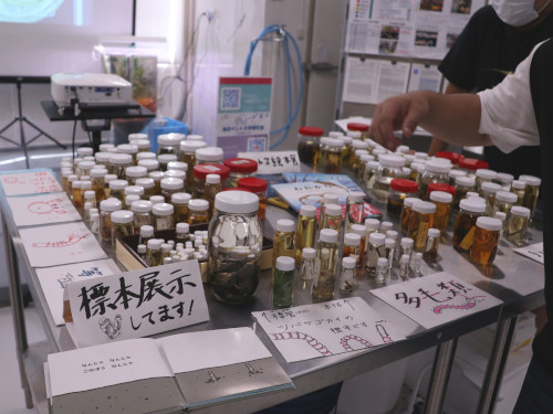 添付①ベントス研標本展示