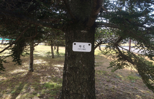 モミノキ