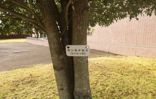 キンモクセイ