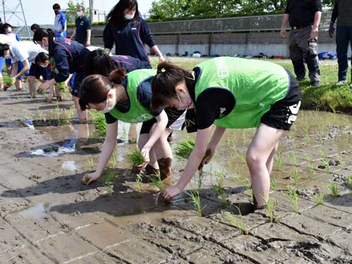 田植え③