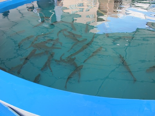 水槽を泳ぐギンザケ（稚魚）