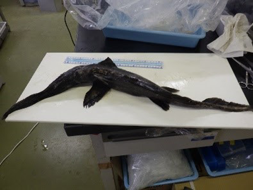 生物9