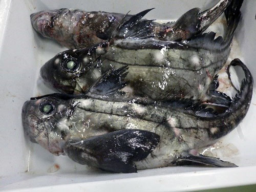 深海魚