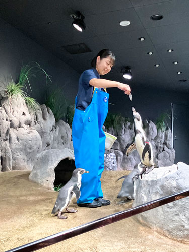 ペンギンへ給餌1