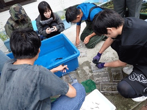 ④