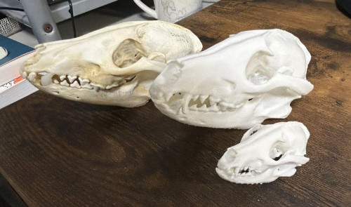 牡鹿VC（標本のレプリカ）