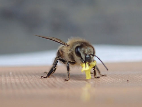 ニホンミツバチの働き蜂による塗り付けるための植物片の採集