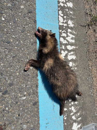 写真3＿高橋尭大＿タヌキの轢死体