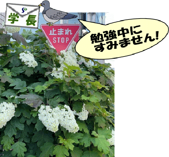 学長伝書鳩 No 14 オンライン授業に関するアンケート調査21 について その質向上をめざして 専修大学