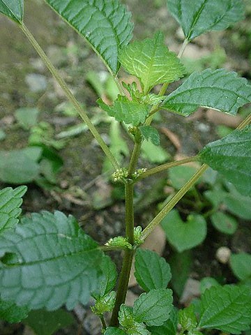 草本植物アルバム１ 専修大学