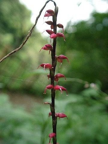 草本植物アルバム１ 専修大学