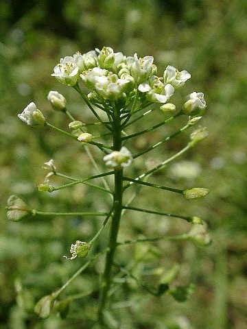 草本植物アルバム１ 専修大学