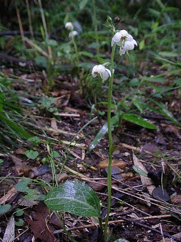 草本植物アルバム2 専修大学 草本植物アルバム2 専修大学