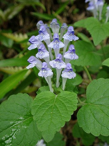 草本植物アルバム２ 専修大学