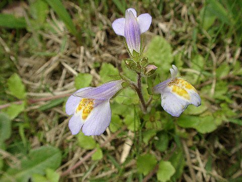 野生植物の図鑑 草本 単子葉類/離弁花類/合弁花類 全3巻 資料
