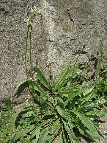 草本植物アルバム２ 専修大学