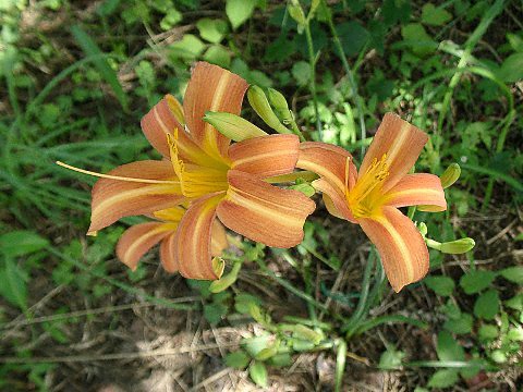 草本植物アルバム３ 専修大学
