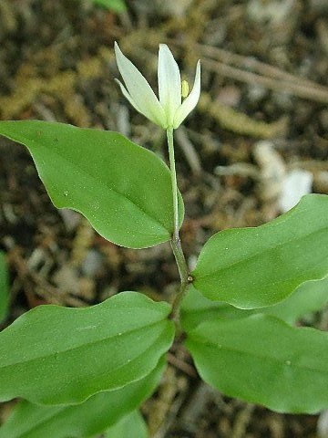 草本植物アルバム３ 専修大学