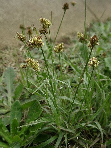 草本植物アルバム３ 専修大学